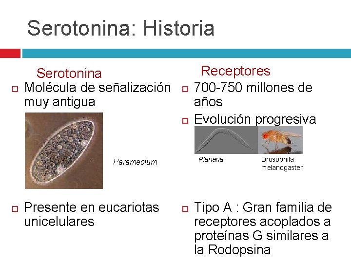 Serotonina: Historia Serotonina Molécula de señalización muy antigua Planaria Paramecium Presente en eucariotas unicelulares Serotonina: Historia Serotonina Molécula de señalización muy antigua Planaria Paramecium Presente en eucariotas unicelulares