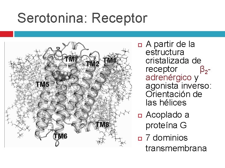 Serotonina: Receptor A partir de la estructura cristalizada de receptor β 2 adrenérgico y Serotonina: Receptor A partir de la estructura cristalizada de receptor β 2 adrenérgico y
