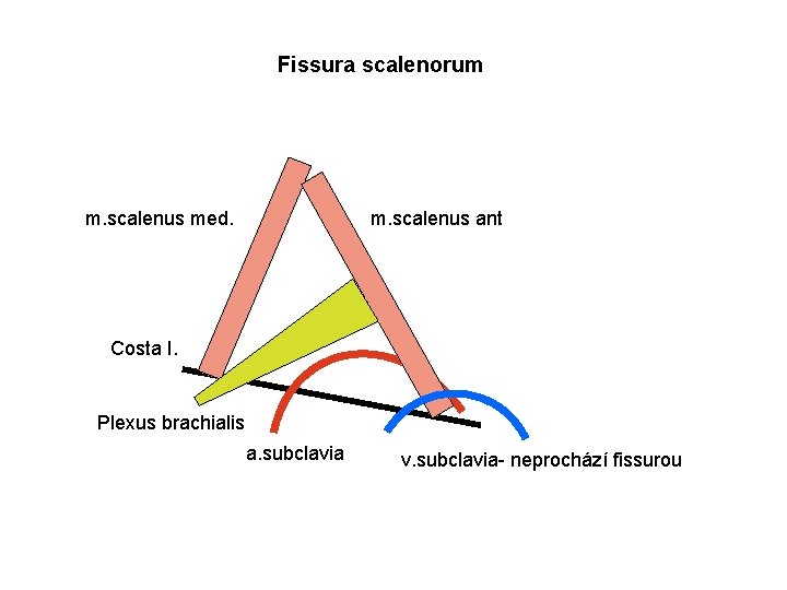 Fissura scalenorum m. scalenus med. m. scalenus ant Costa I. Plexus brachialis a. subclavia