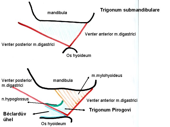 Trigonum submandibulare mandibula Venter anterior m. digastrici Venter posterior m. digastrici Os hyoideum m.