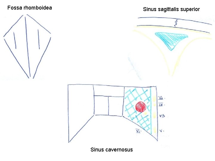 Fossa rhomboidea Sinus sagittalis superior Sinus cavernosus 