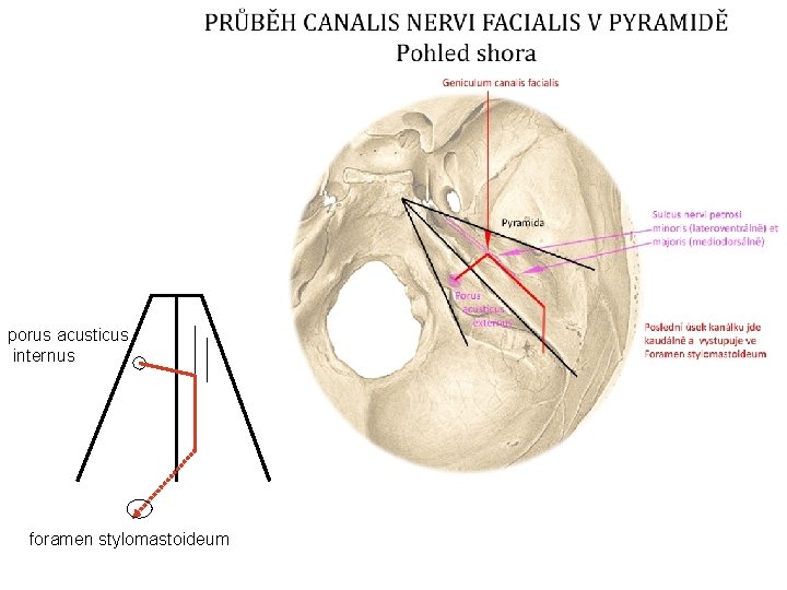 porus acusticus internus foramen stylomastoideum 