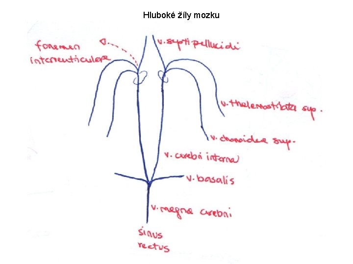 Hluboké žíly mozku 