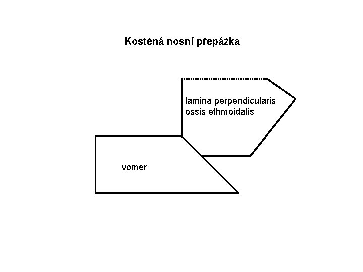 Kostěná nosní přepážka lamina perpendicularis ossis ethmoidalis vomer 