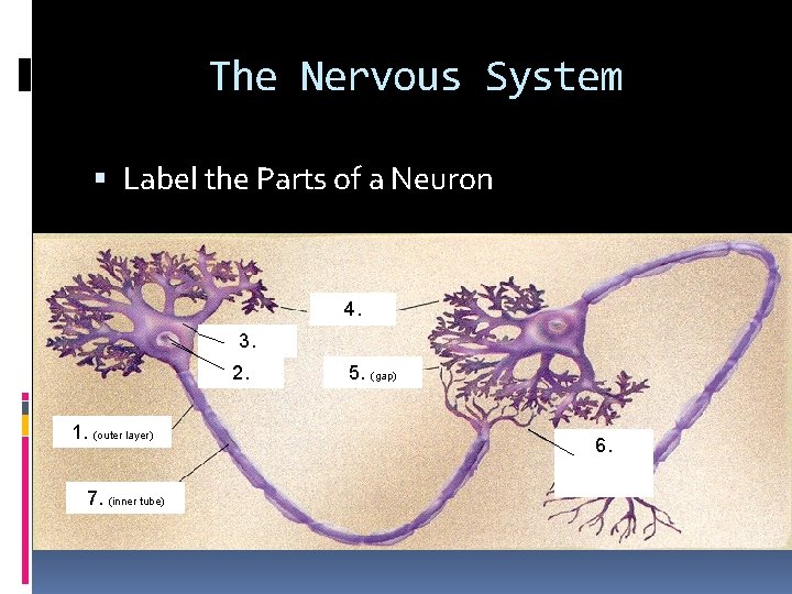 The Nervous System Label the Parts of a Neuron 4. 3. 2. 1. (outer