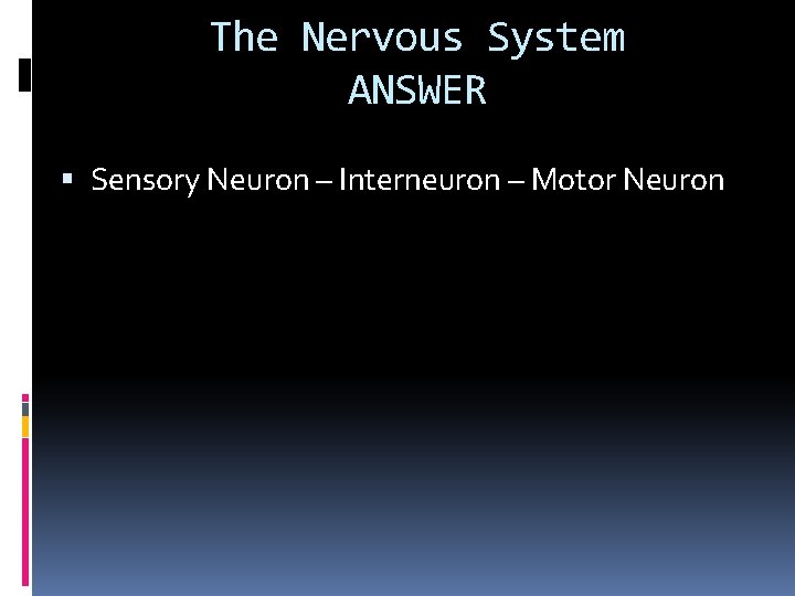 The Nervous System ANSWER Sensory Neuron – Interneuron – Motor Neuron 