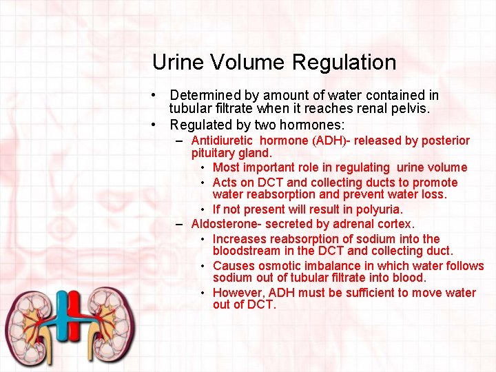 Urine Volume Regulation • Determined by amount of water contained in tubular filtrate when