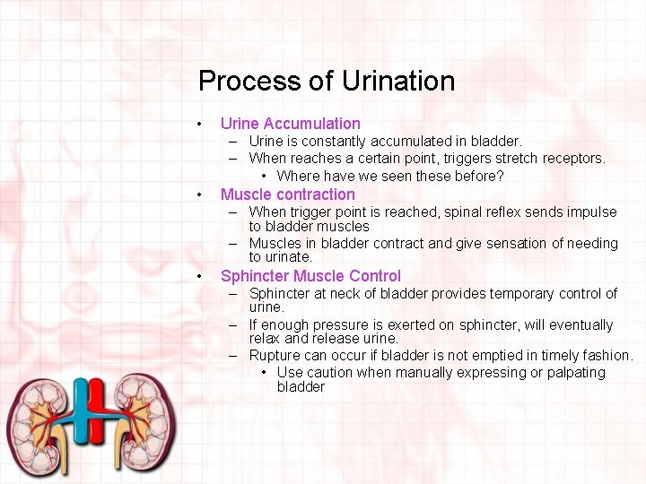 Process of Urination • Urine Accumulation – Urine is constantly accumulated in bladder. –