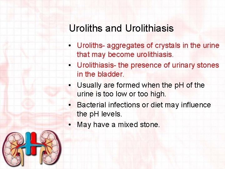 Uroliths and Urolithiasis • Uroliths- aggregates of crystals in the urine that may become
