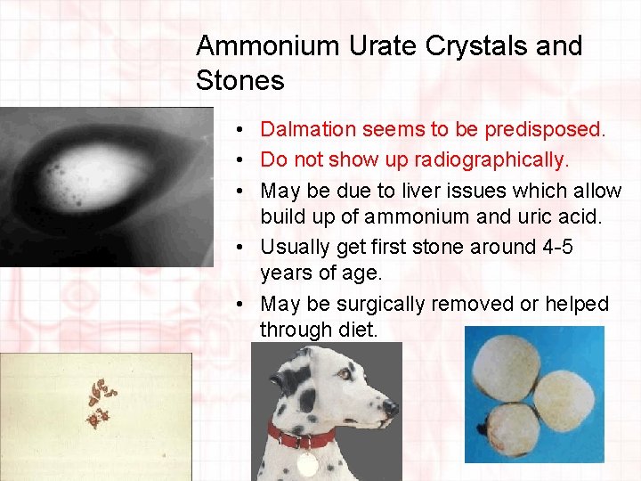 Ammonium Urate Crystals and Stones • Dalmation seems to be predisposed. • Do not