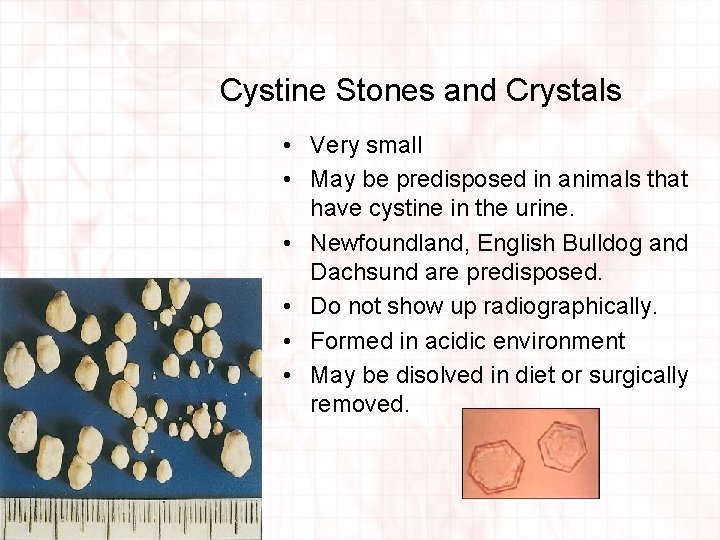 Cystine Stones and Crystals • Very small • May be predisposed in animals that