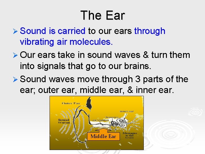 The Ear Ø Sound is carried to our ears through vibrating air molecules. Ø