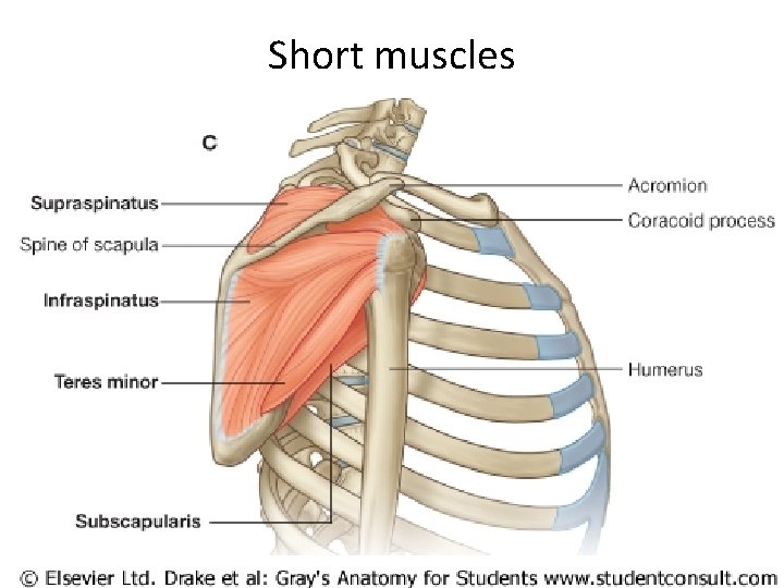 Short muscles 