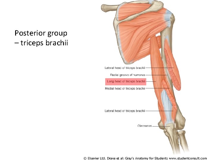 Posterior group – triceps brachii 