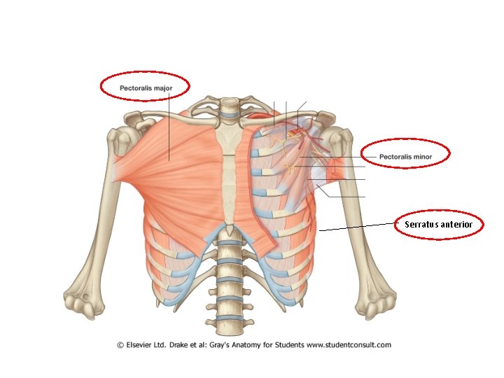 Serratus anterior 