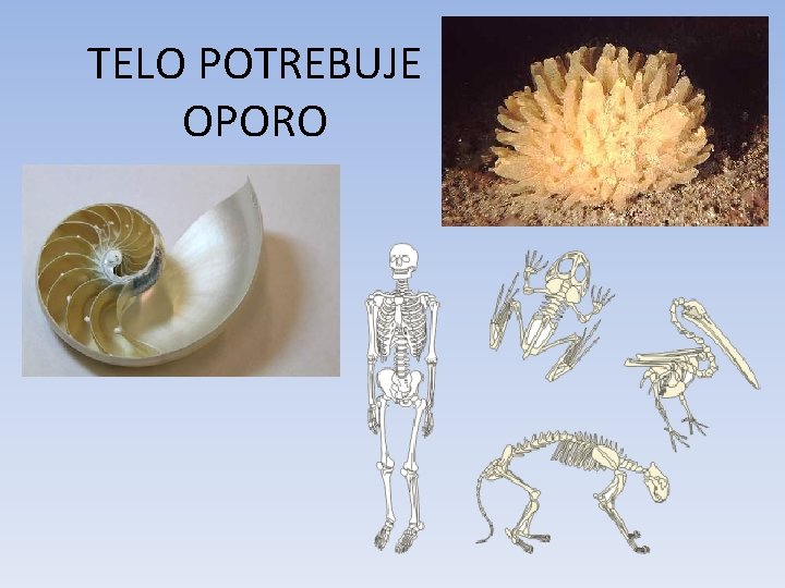 TELO POTREBUJE OPORO OGRODJE 