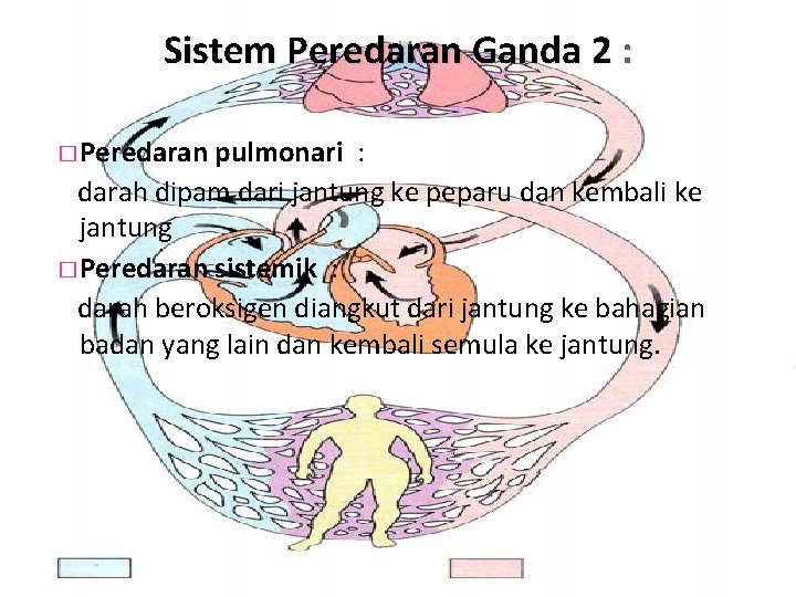 Sistem Peredaran Ganda 2 : � Peredaran pulmonari : darah dipam dari jantung ke