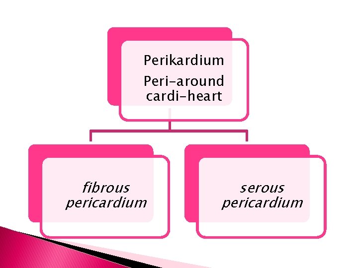 Perikardium Peri-around cardi-heart fibrous pericardium serous pericardium 