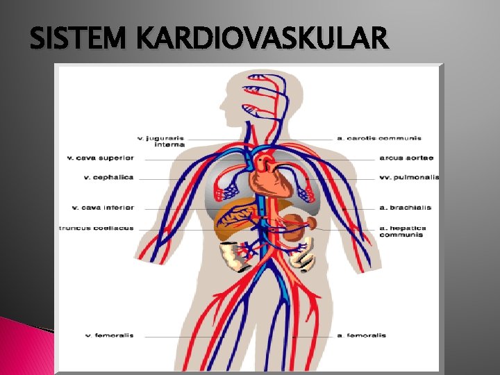 SISTEM KARDIOVASKULAR 