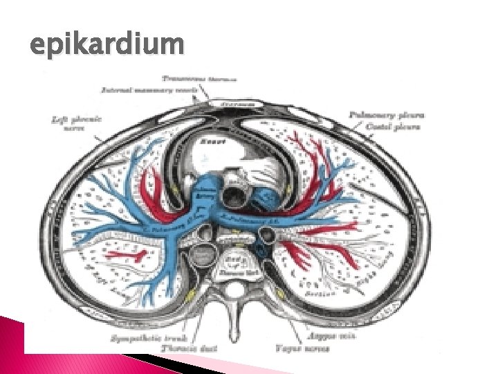 epikardium 