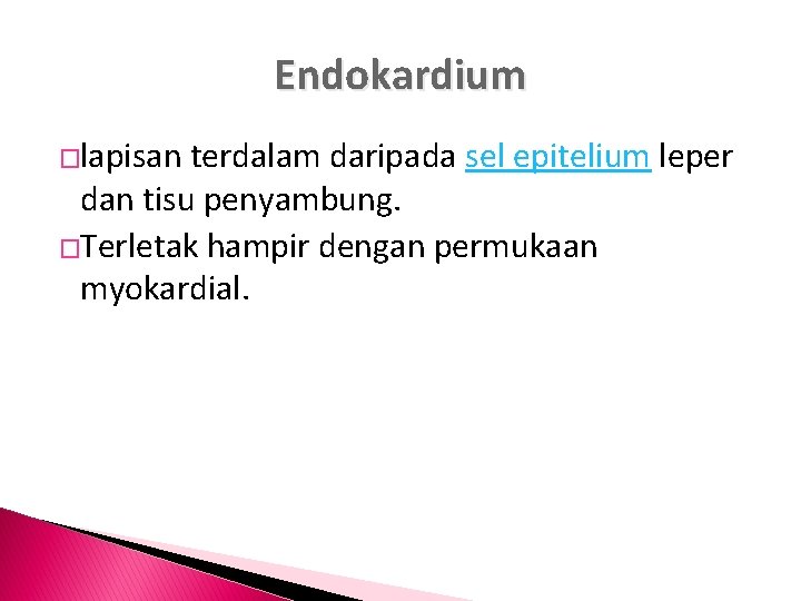 Endokardium �lapisan terdalam daripada sel epitelium leper dan tisu penyambung. �Terletak hampir dengan permukaan