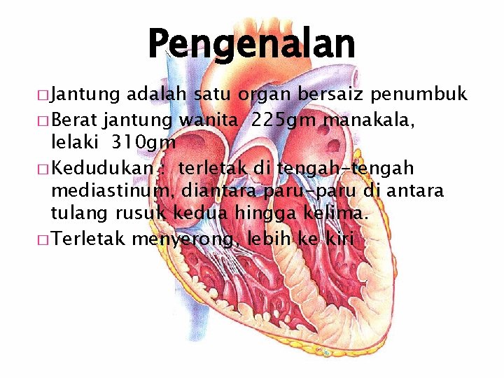 Pengenalan � Jantung adalah satu organ bersaiz penumbuk � Berat jantung wanita 225 gm