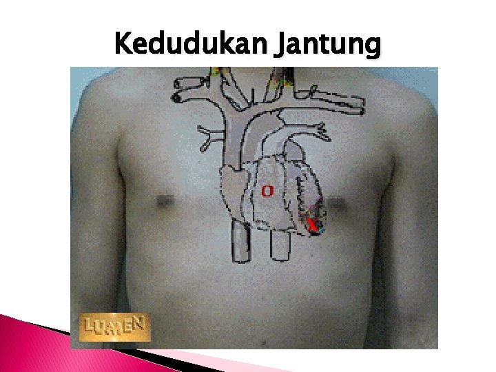 Kedudukan Jantung 