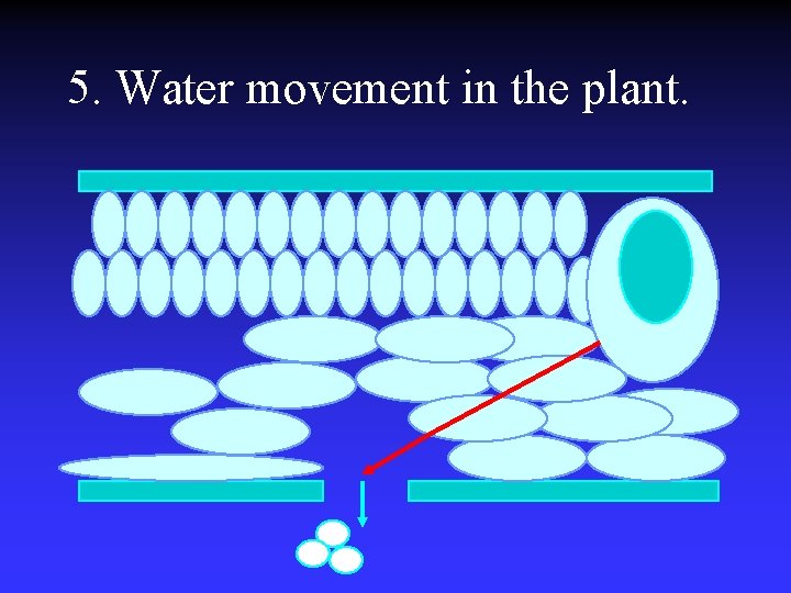 5. Water movement in the plant. 