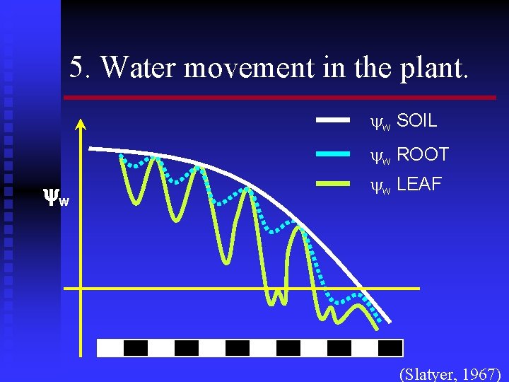 5. Water movement in the plant. w SOIL w ROOT w w LEAF (Slatyer,