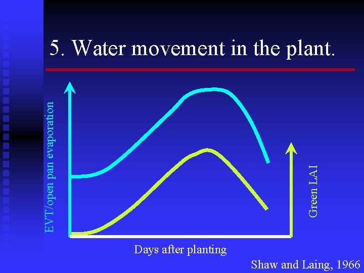 Green LAI EVT/open pan evaporation 5. Water movement in the plant. Days after planting