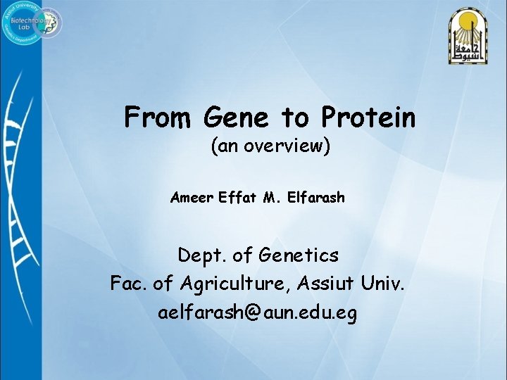 From Gene to Protein (an overview) Ameer Effat M. Elfarash Dept. of Genetics Fac.