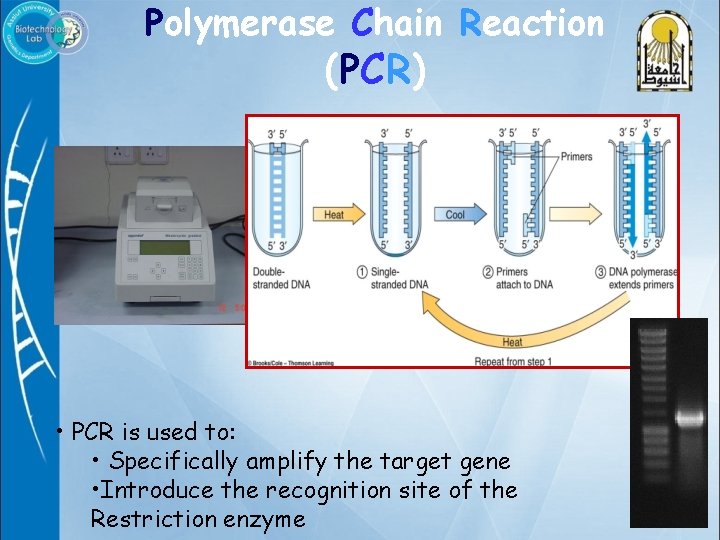 Polymerase Chain Reaction (PCR) • PCR is used to: • Specifically amplify the target