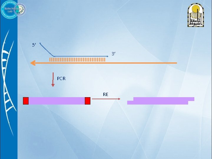 5’ 3’ PCR RE 