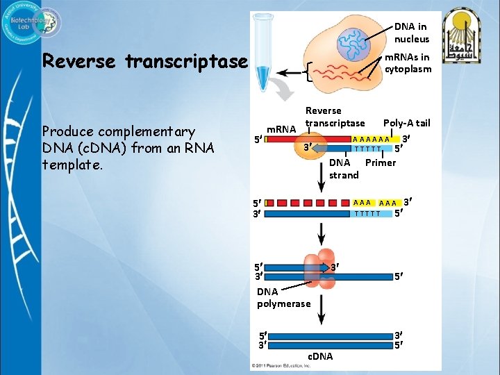 DNA in nucleus Reverse transcriptase Produce complementary DNA (c. DNA) from an RNA template.