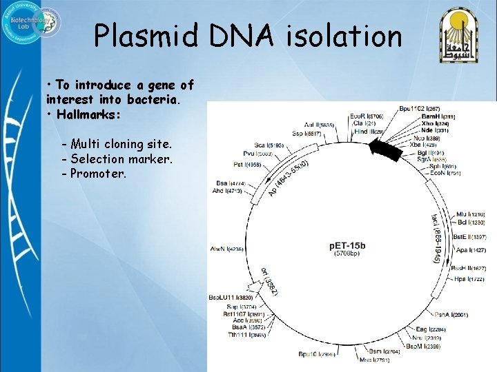 Plasmid DNA isolation • To introduce a gene of interest into bacteria. • Hallmarks:
