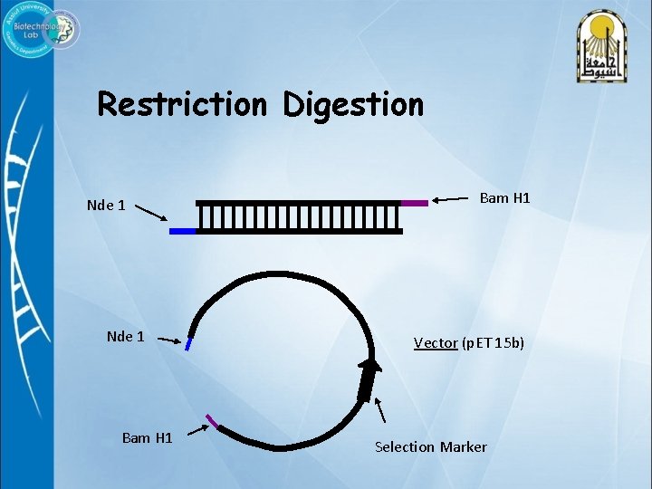 Restriction Digestion Nde 1 Bam H 1 Vector (p. ET 15 b) Selection Marker