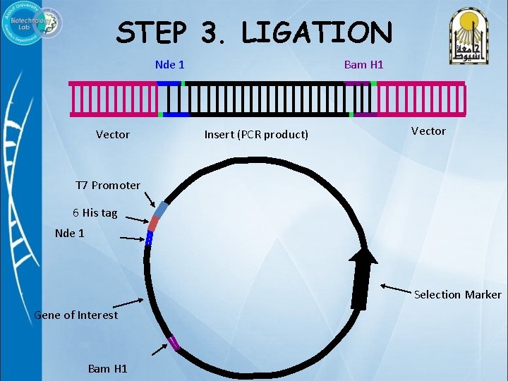 STEP 3. LIGATION Nde 1 Vector Bam H 1 Insert (PCR product) Vector T