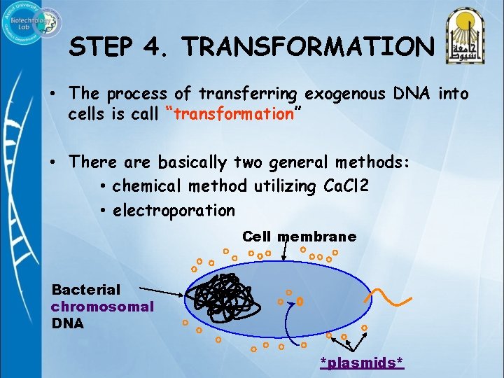 STEP 4. TRANSFORMATION • The process of transferring exogenous DNA into cells is call