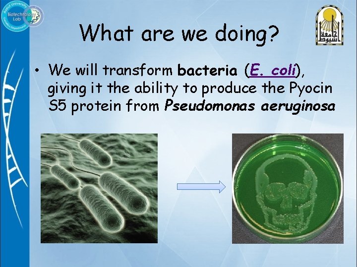 What are we doing? • We will transform bacteria (E. coli), giving it the