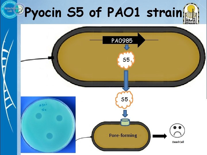 Pyocin S 5 of PAO 1 strain PA 0985 S 5 Pore-forming 