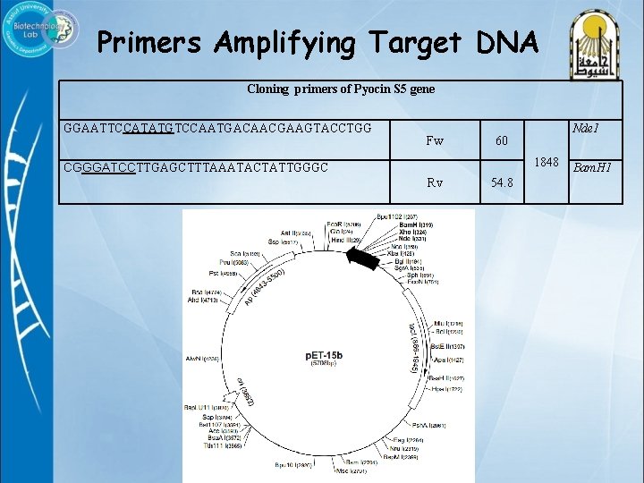 Primers Amplifying Target DNA Cloning primers of Pyocin S 5 gene GGAATTCCATATGTCCAATGACAACGAAGTACCTGG Fw Nde