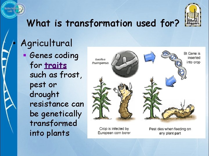 What is transformation used for? • Agricultural § Genes coding for traits such as