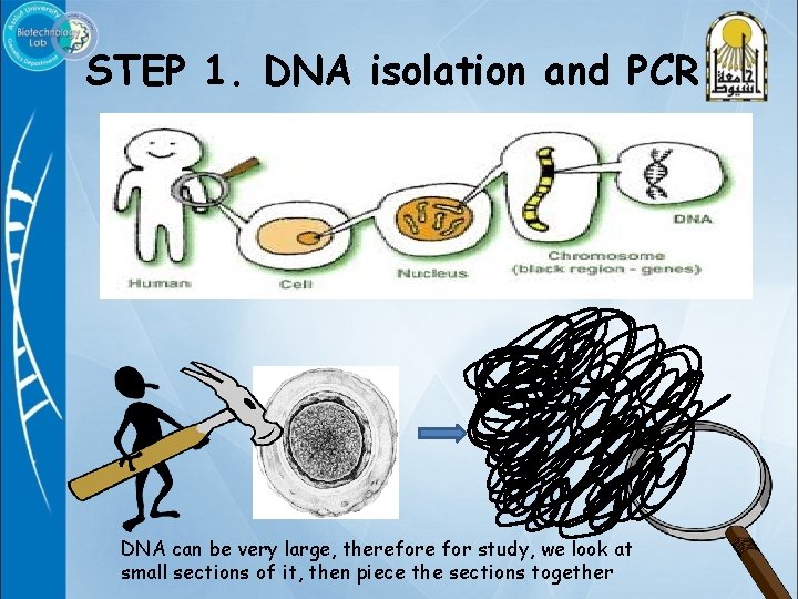 STEP 1. DNA isolation and PCR DNA can be very large, therefore for study,