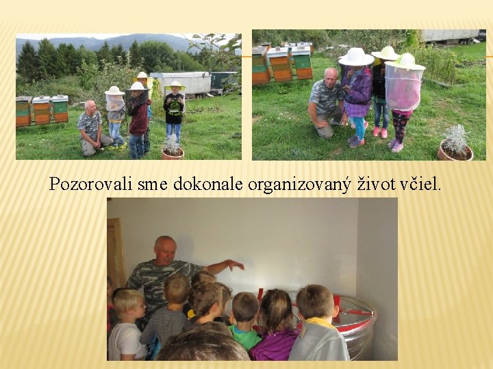 Pozorovali sme dokonale organizovaný život včiel. 