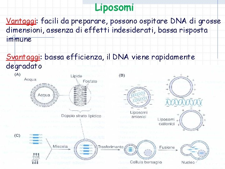 Liposomi Vantaggi: facili da preparare, possono ospitare DNA di grosse dimensioni, assenza di effetti