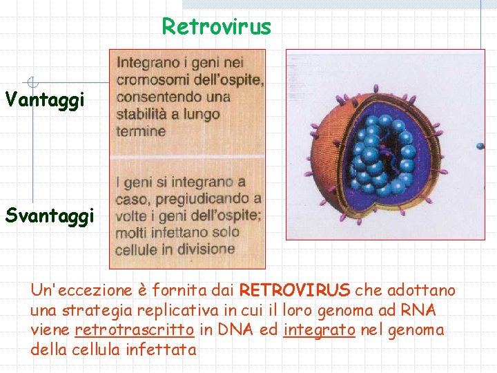 Retrovirus Vantaggi Svantaggi Un'eccezione è fornita dai RETROVIRUS che adottano una strategia replicativa in
