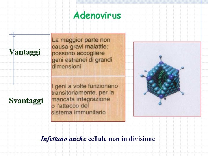 Adenovirus Vantaggi Svantaggi Infettano anche cellule non in divisione 