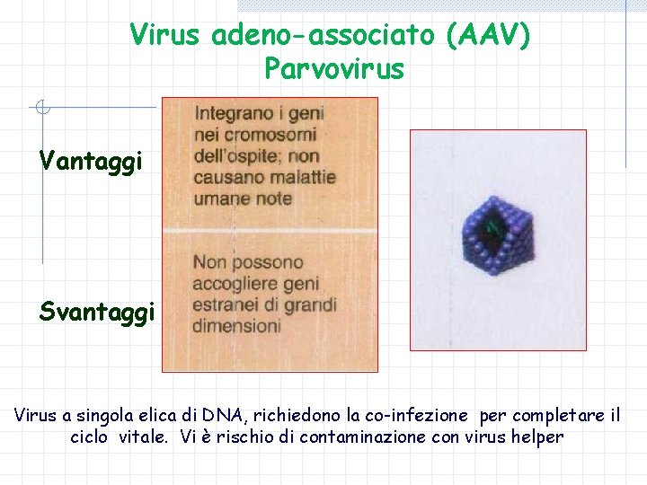 Virus adeno-associato (AAV) Parvovirus Vantaggi Svantaggi Virus a singola elica di DNA, richiedono la