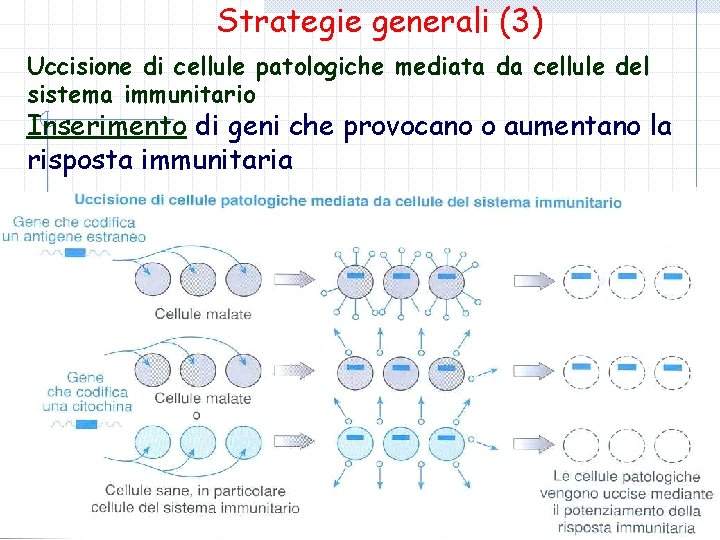 Strategie generali (3) Uccisione di cellule patologiche mediata da cellule del sistema immunitario Inserimento