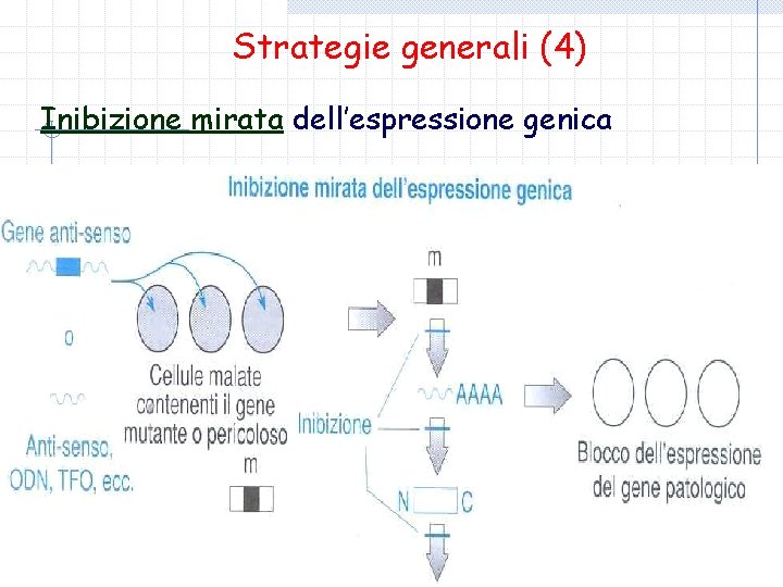 Strategie generali (4) Inibizione mirata dell’espressione genica 